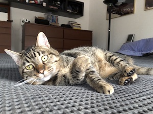 Bella