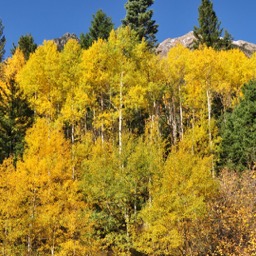 The aspens were gorgeous/
		    