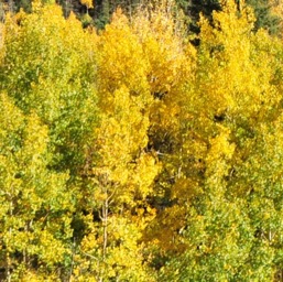 Oh aspens!/
		    