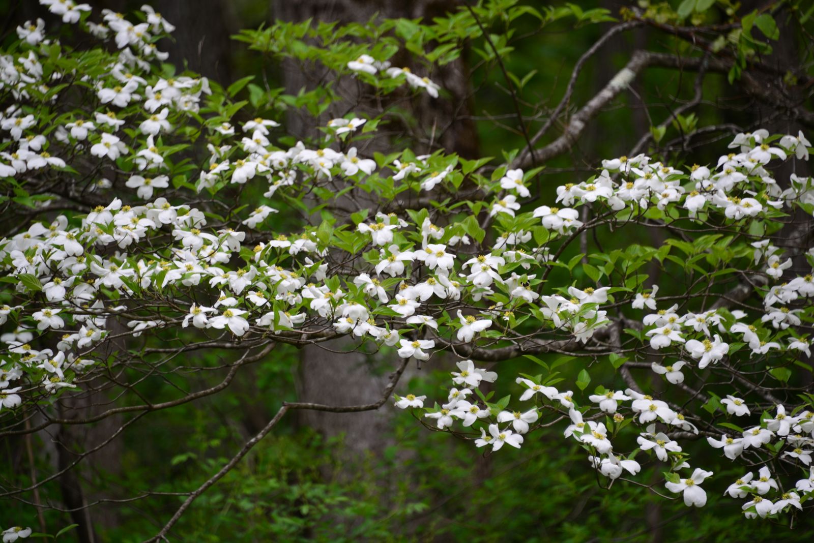Beautiful dogwood trees everywhere... wooof./