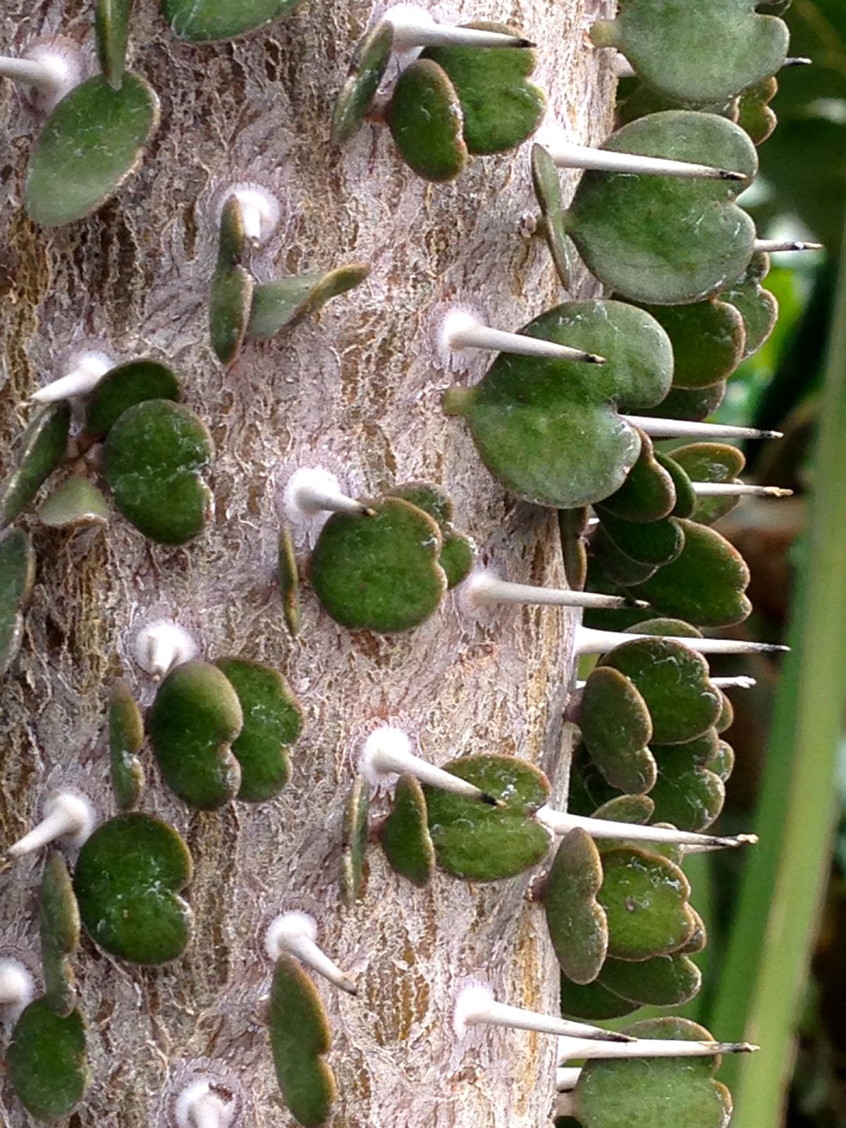 Adorable heart-shaped leaves.../