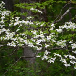 Beautiful dogwood trees everywhere... wooof./
		    