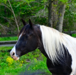 Arabian winery horse.../
		    