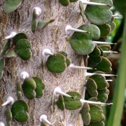 Adorable heart-shaped leaves.../
		    