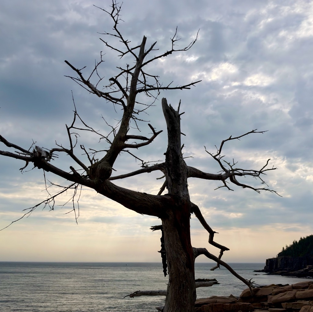 Obligatory dead tree/
		    