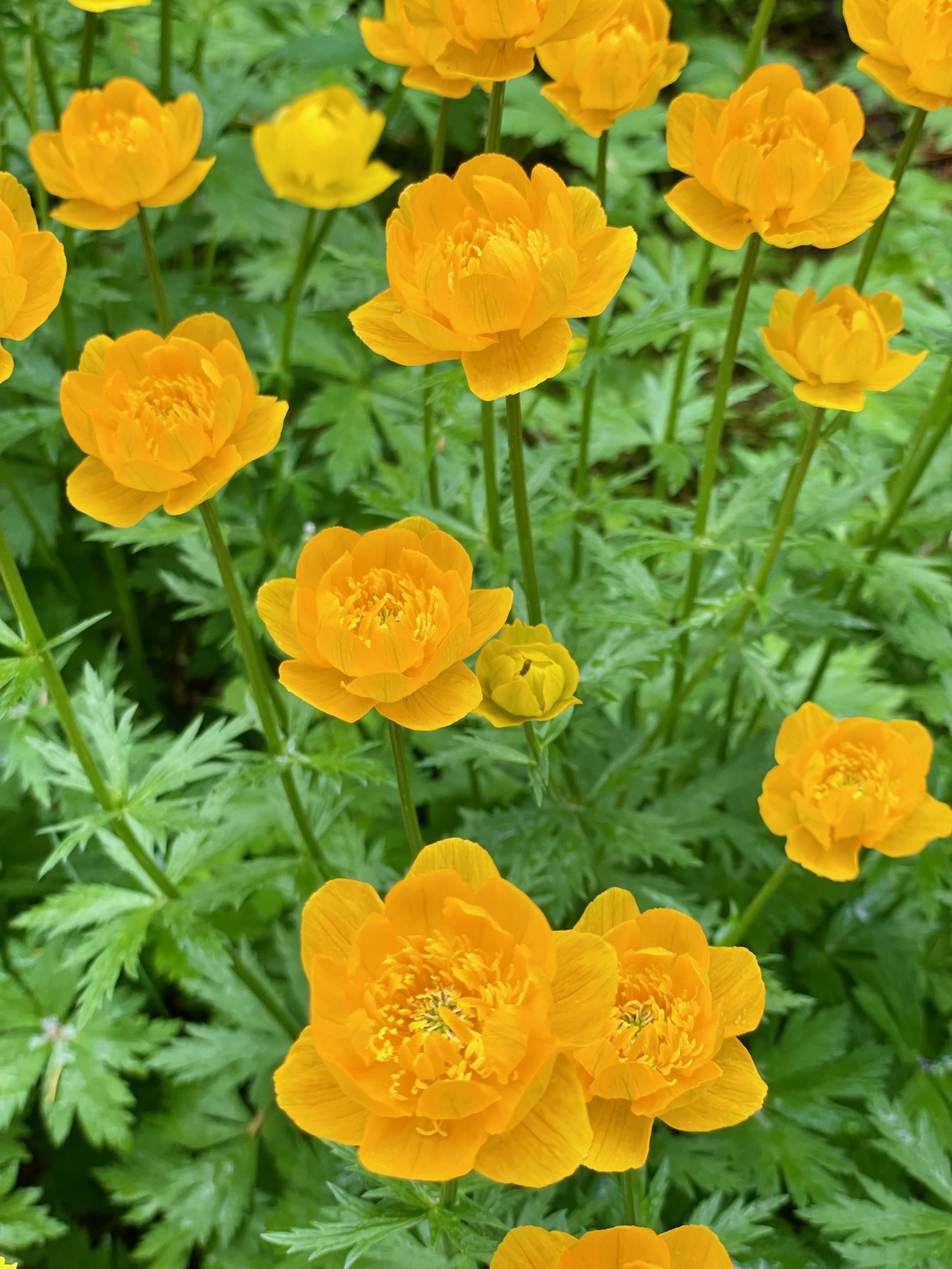 We see these beautiful flowers everywhere... have no idea what they are/