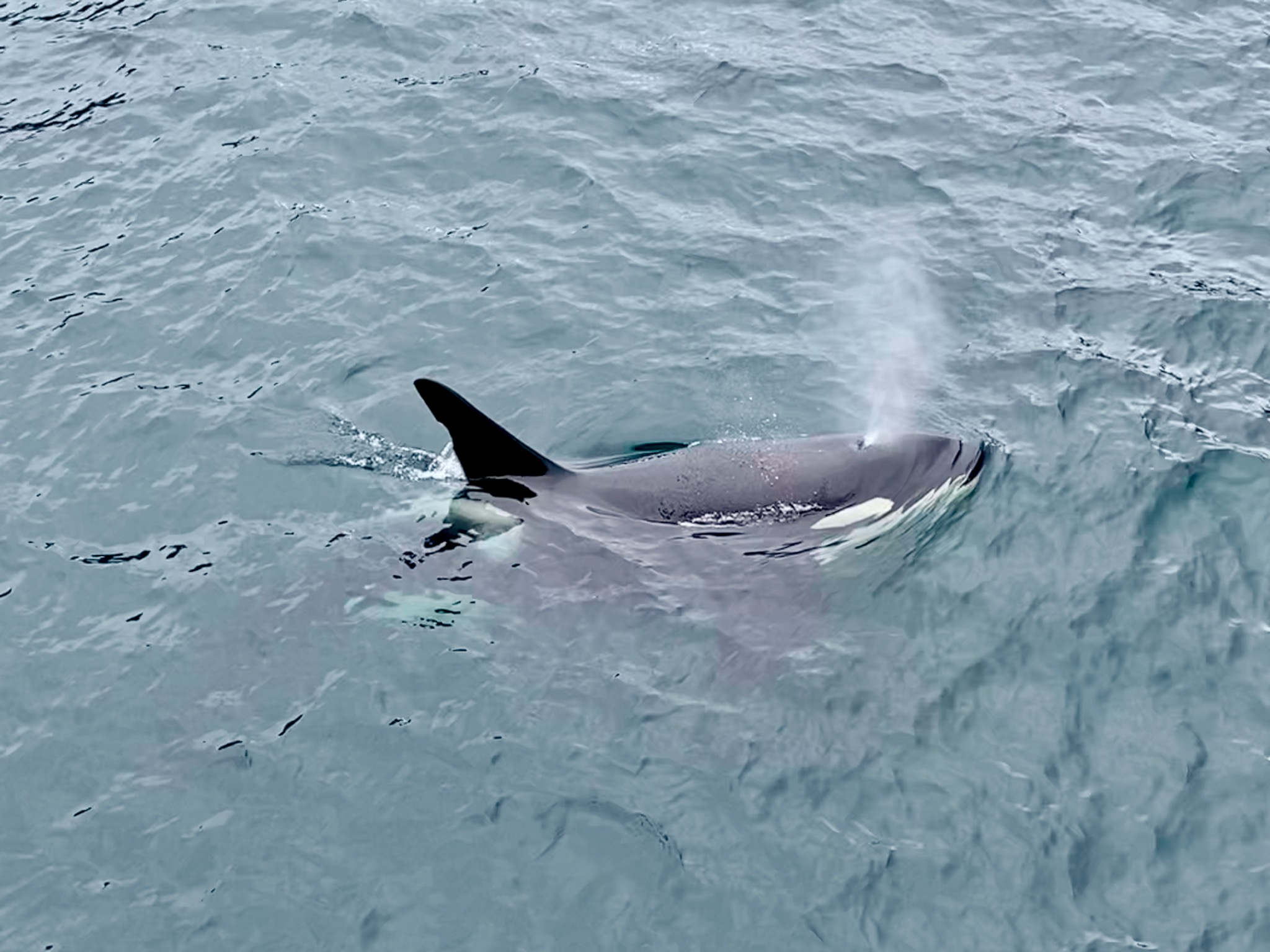Pretty blowing orca! /