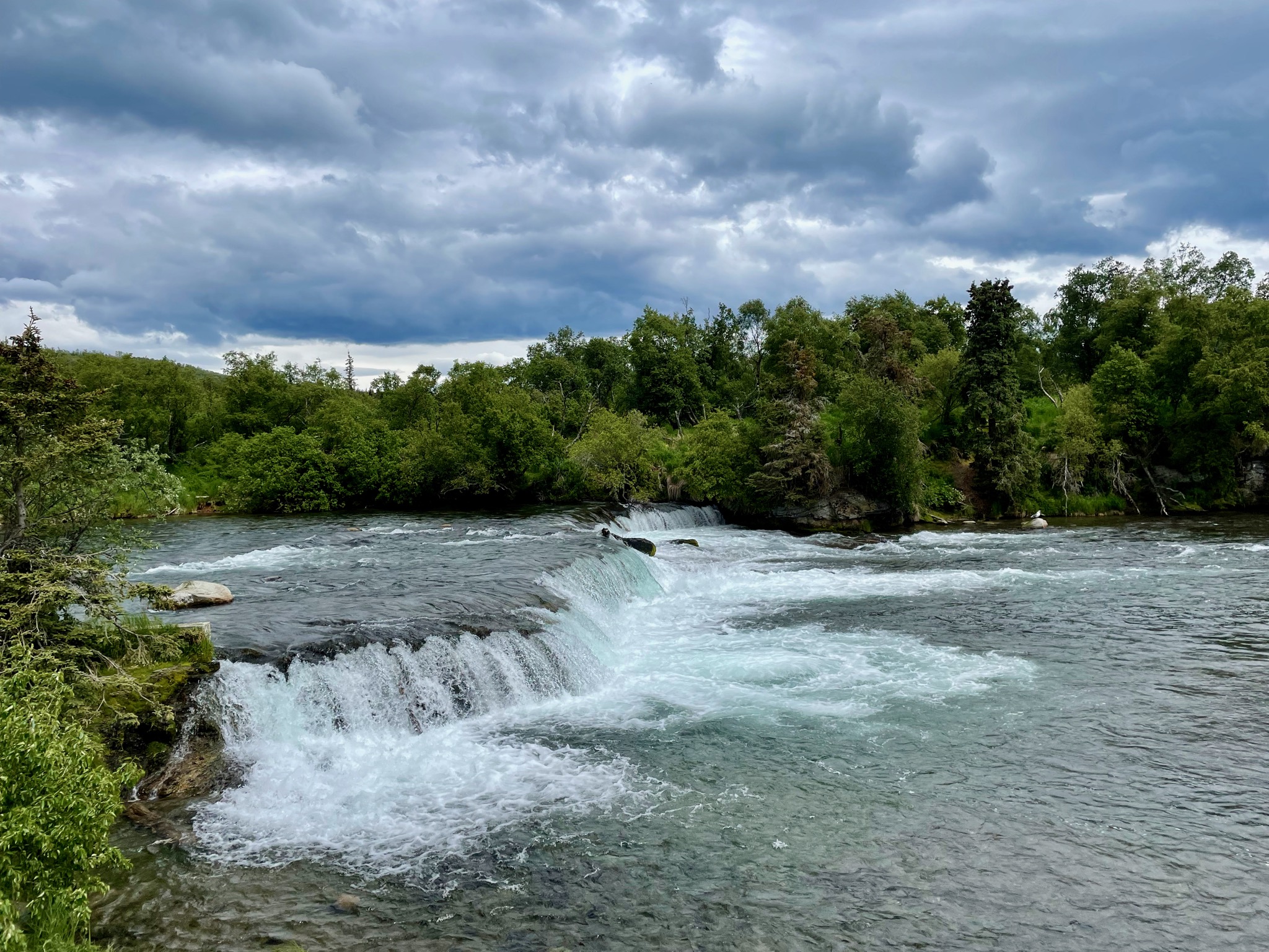 Brooks Falls! Where are the bears?/