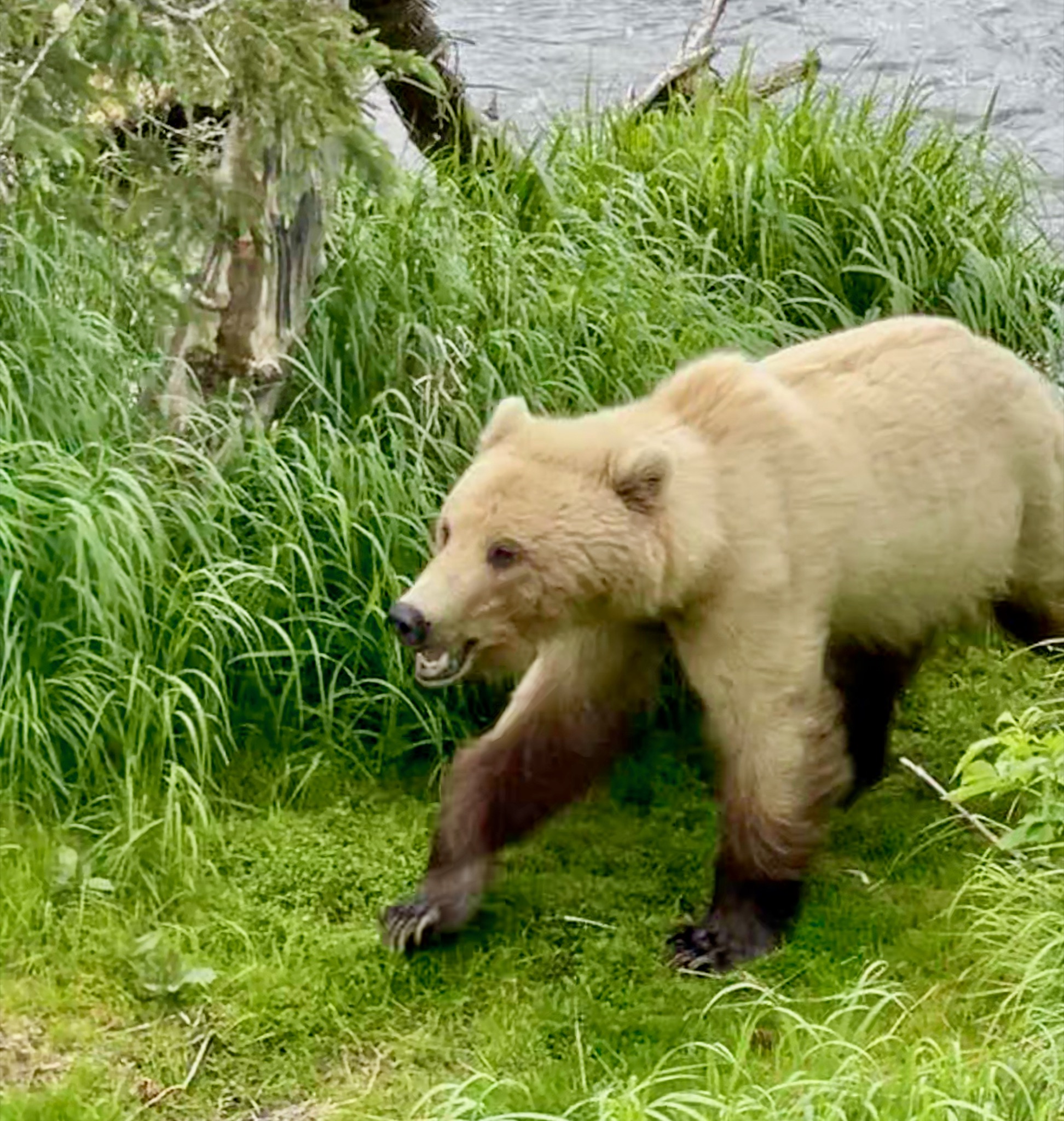 Awwwwh! Fluffy bear!/
