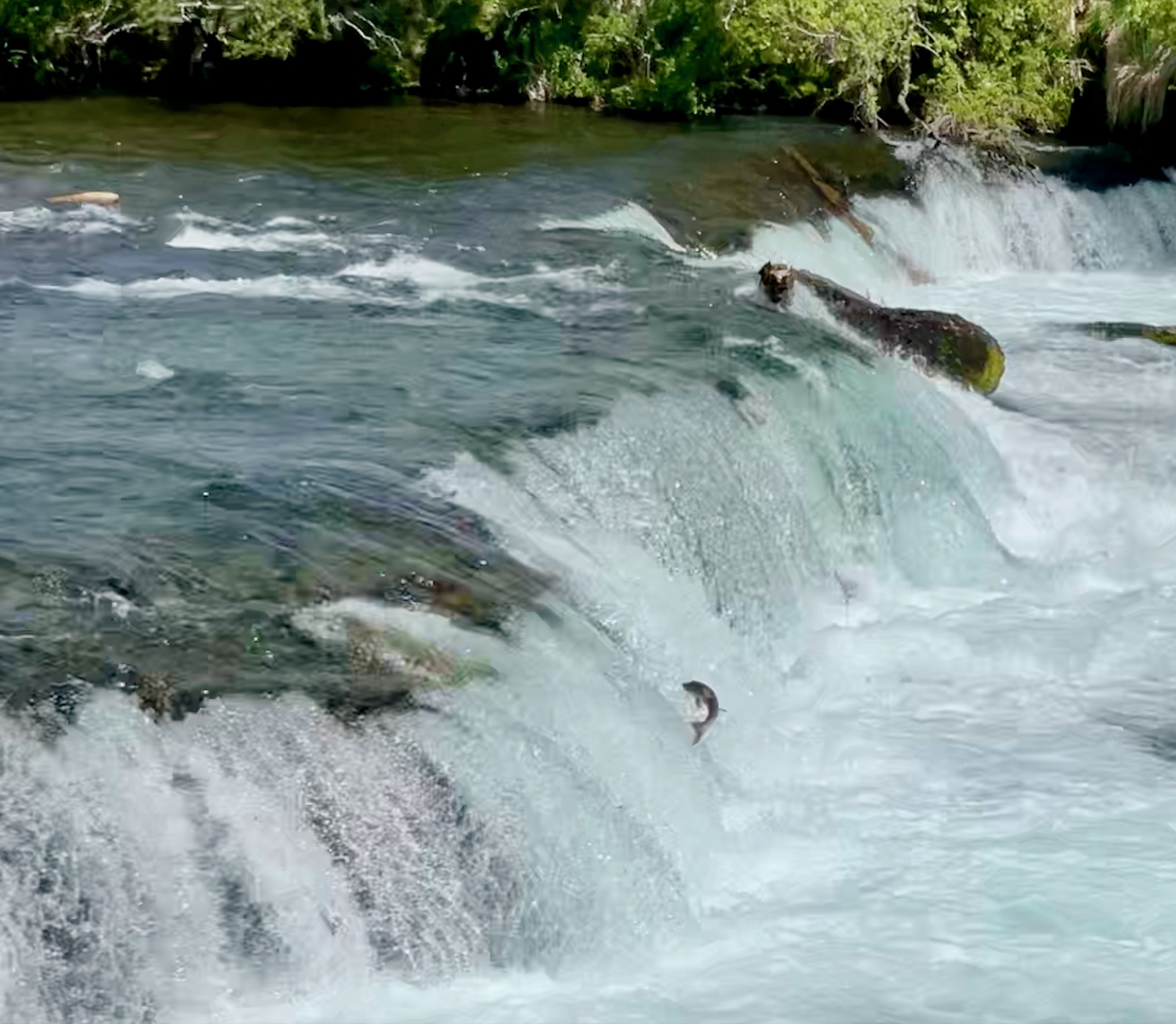 Lone salmon trying to jump upstream (he didn't make it!)/