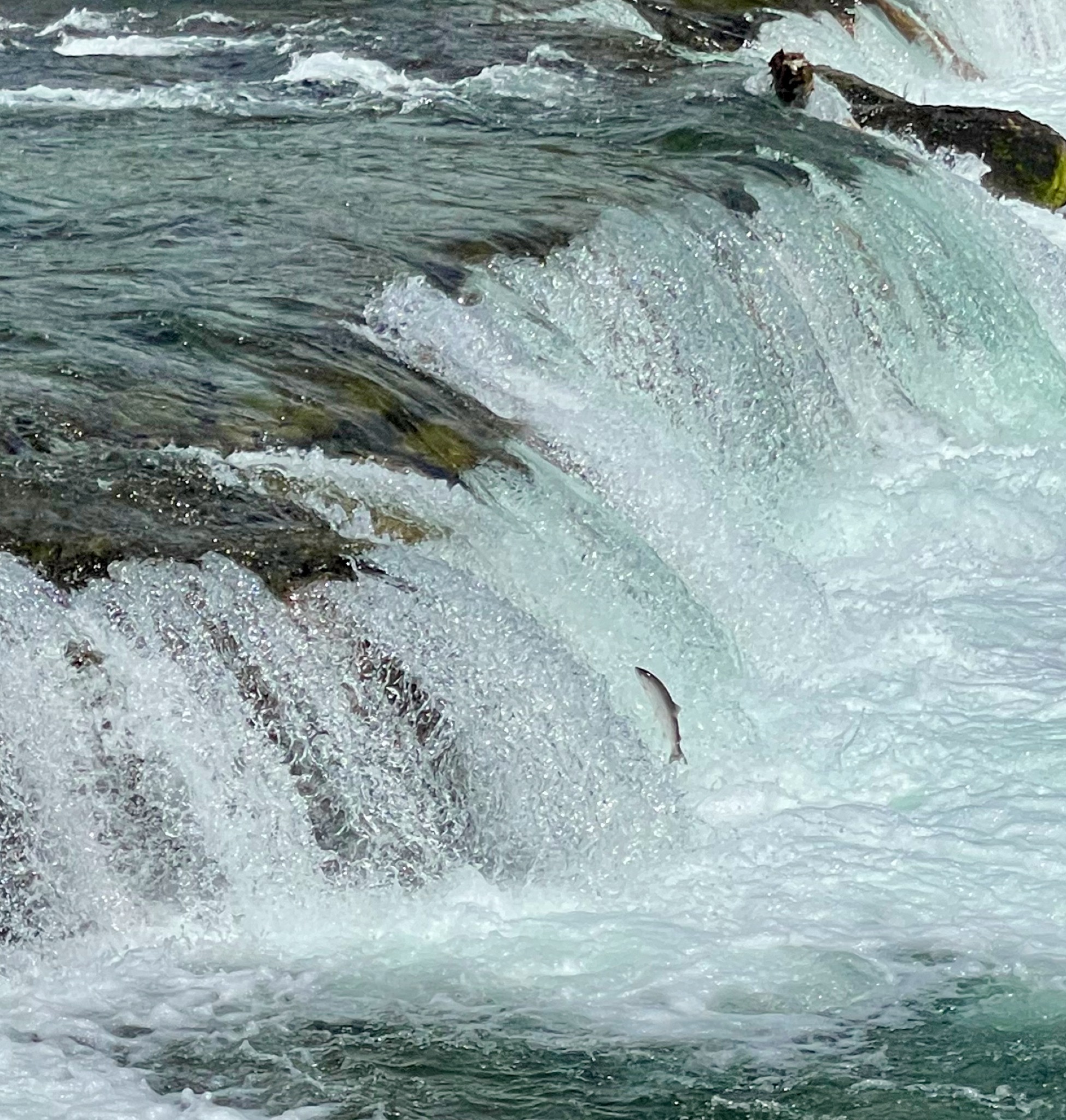 Another try! (Still didn't make it)/