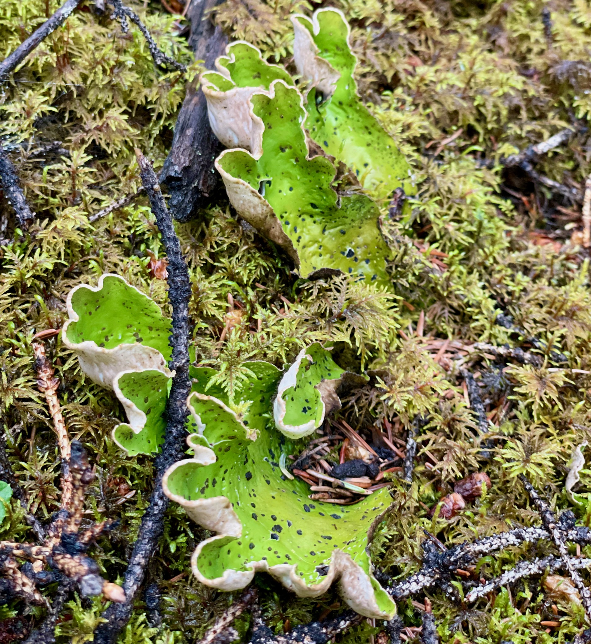 Weirdo mushroom in Wrangell St. Elias NP/
