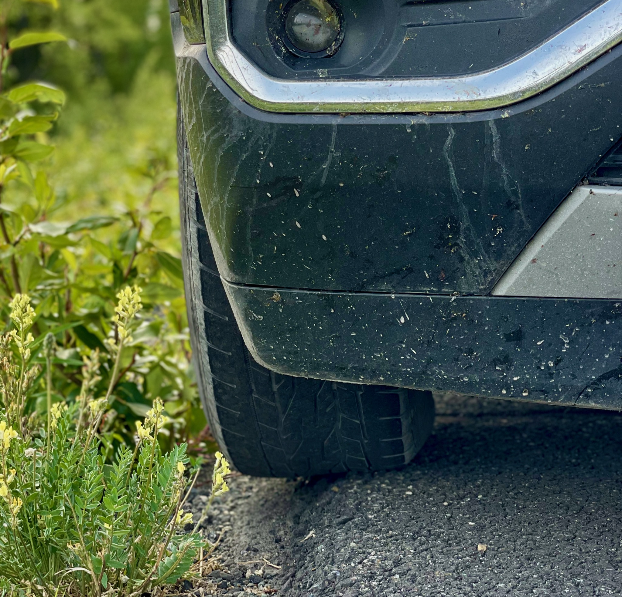 Assana taking pulling off the road to heart/