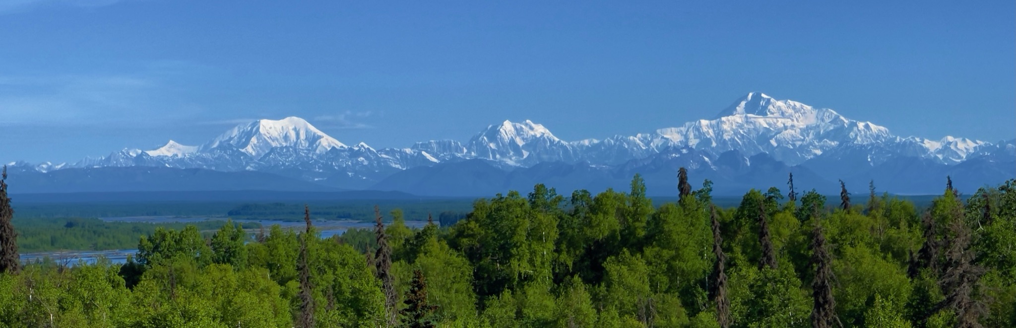 Denali and his buddies/