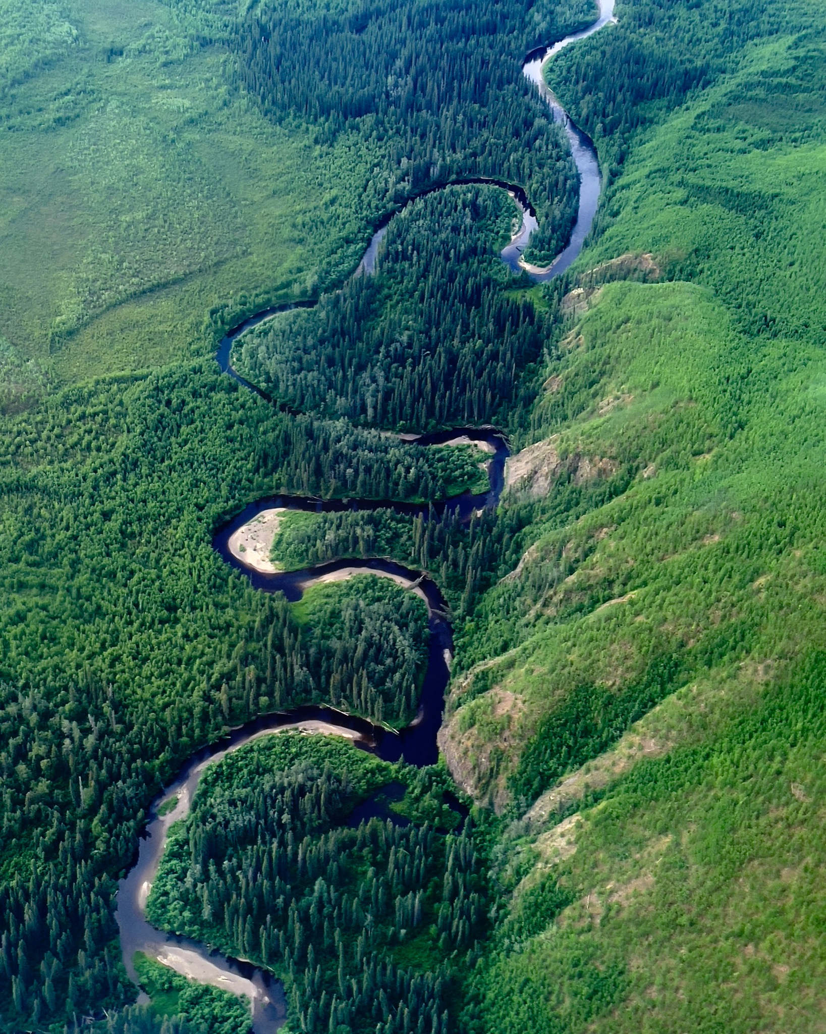 The arctic is a lot lusher than we thought/