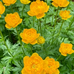We see these beautiful flowers everywhere... have no idea what they are/
		    