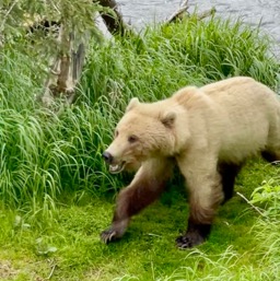 Awwwwh! Fluffy bear!/
		    