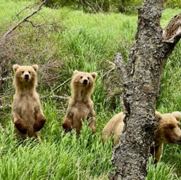 Momma and 2 cubs/
		    