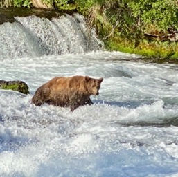 More Bear!/
		    