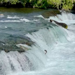 Lone salmon trying to jump upstream (he didn't make it!)/
		    