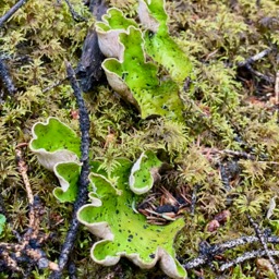 Weirdo mushroom in Wrangell St. Elias NP/
		    