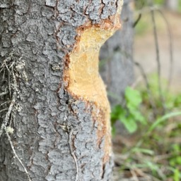 Freshly chewed trees near massive beaver dams/
		    