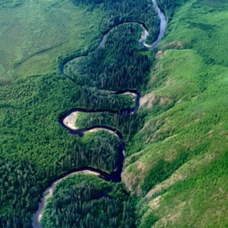 The arctic is a lot lusher than we thought/
		    