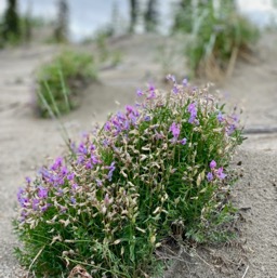 Arctic flowers/
		    