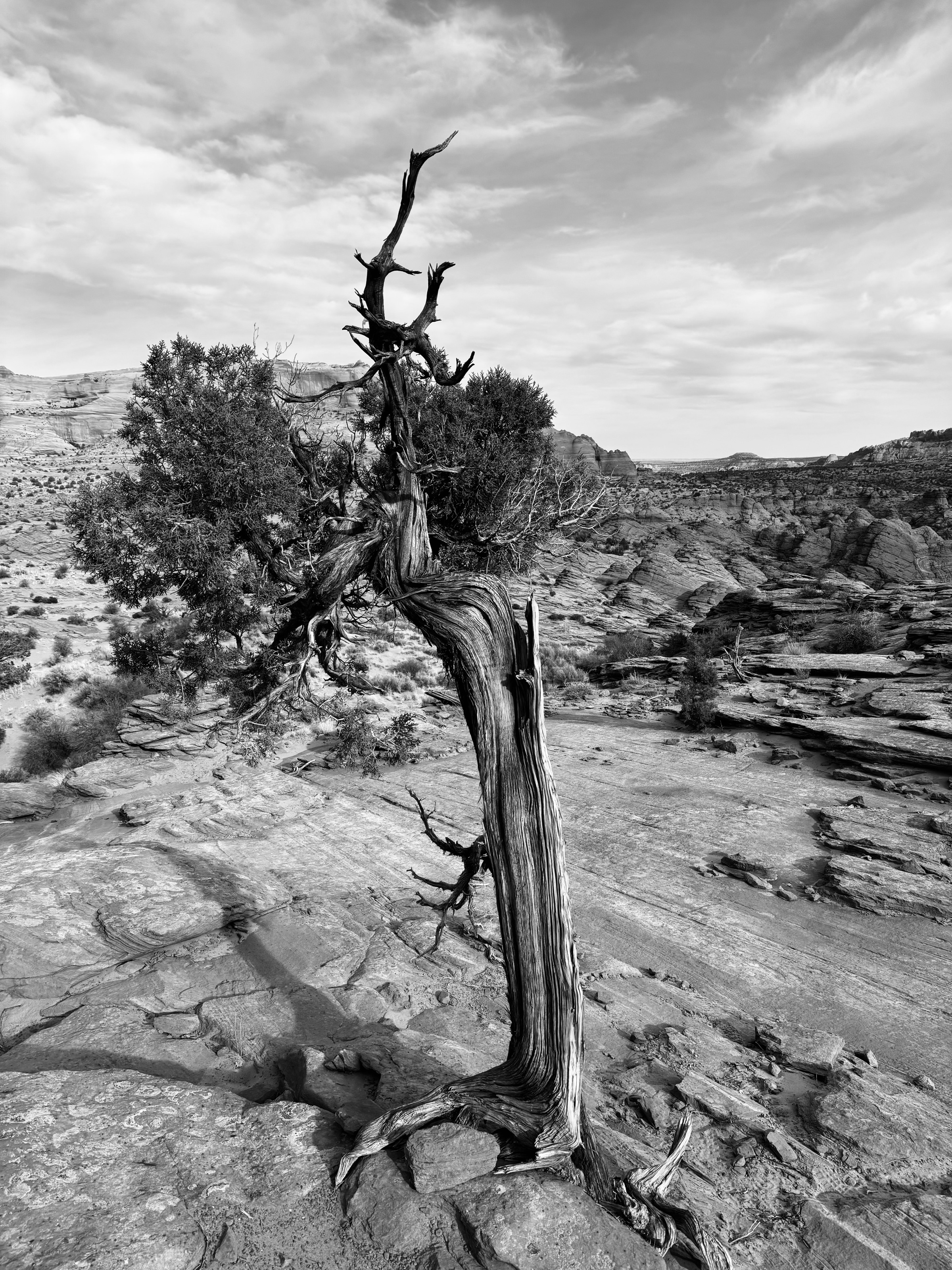 Last artsy dead tree... this time for real/