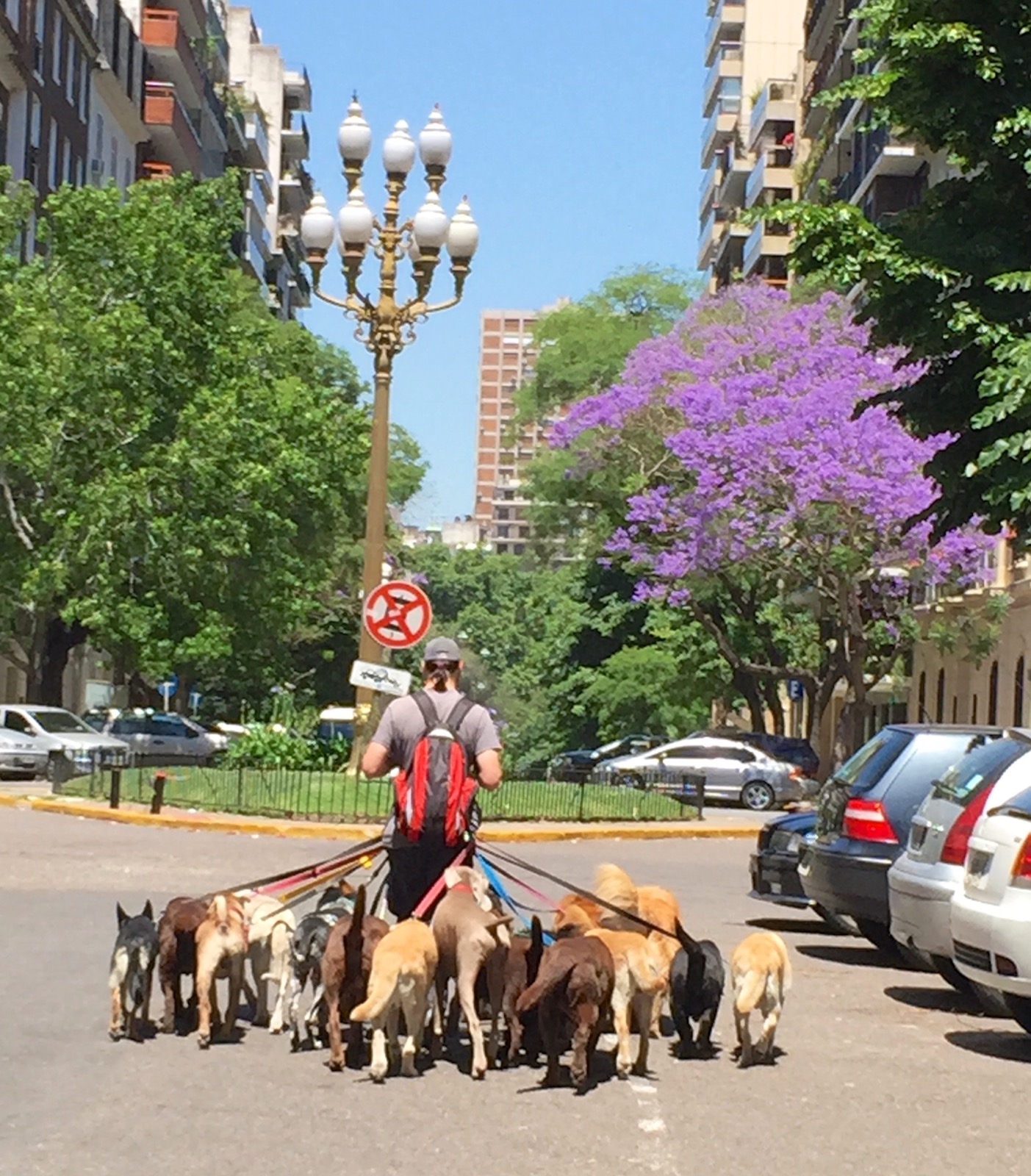 Pups out for a walk/