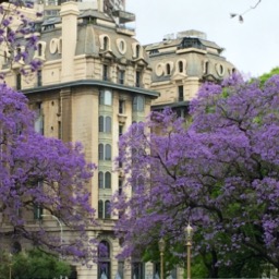 Beautiful jacarandas/
		    