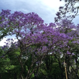 More Jacarandas/
		    