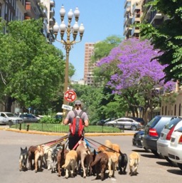 Pups out for a walk/
		    