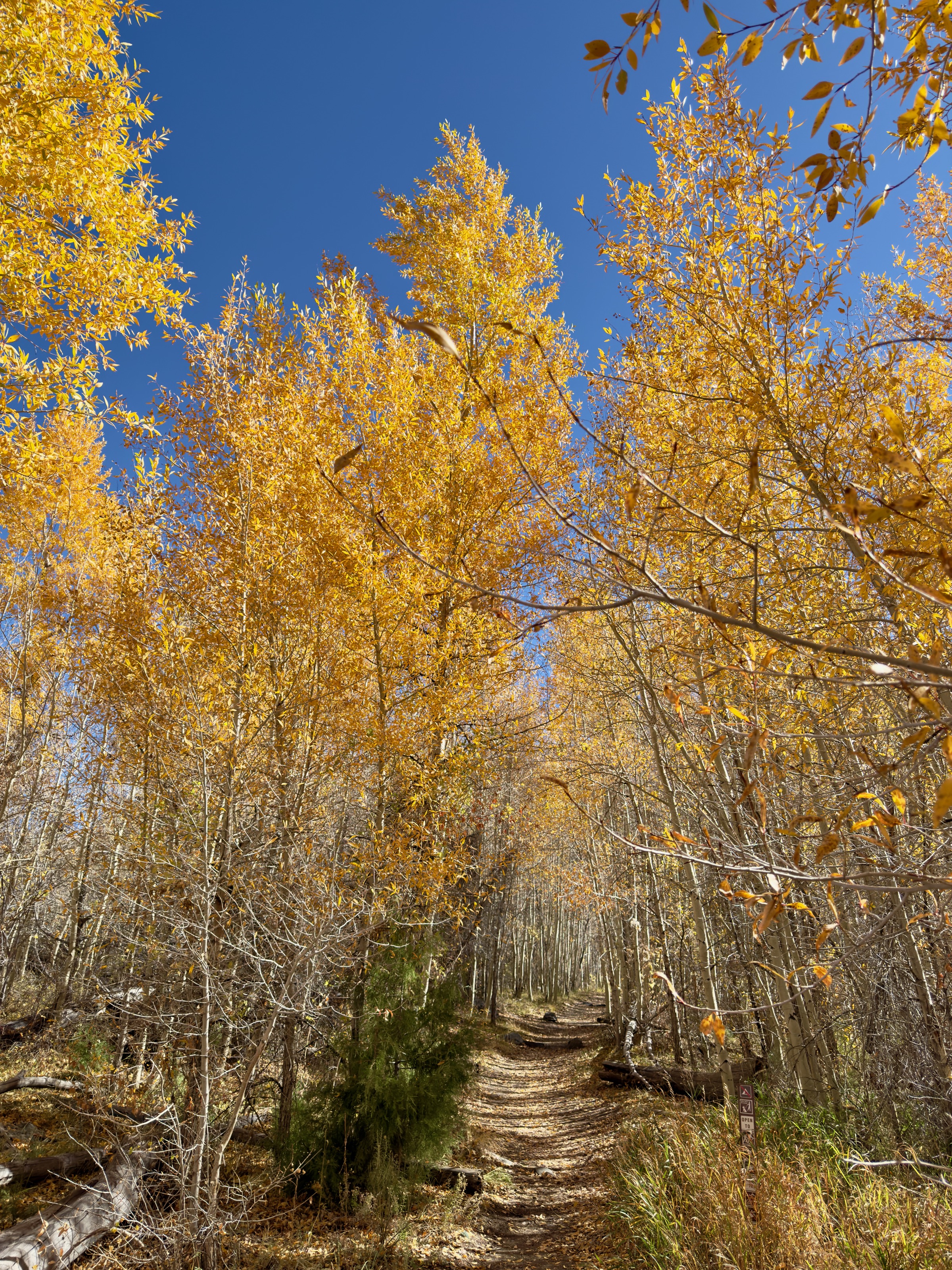Aspens on Mosca Pass Trail/11228 CO-150, Mosca, CO 81146, USA