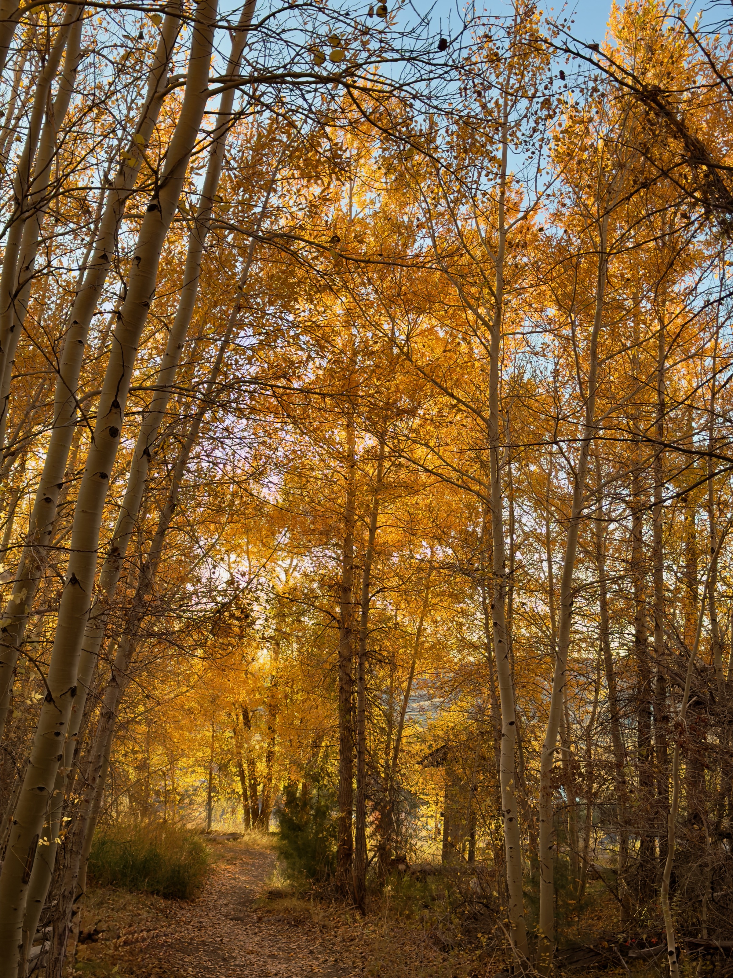 Montville Nature Loop Trail/11238 CO-150, Mosca, CO 81146, USA
