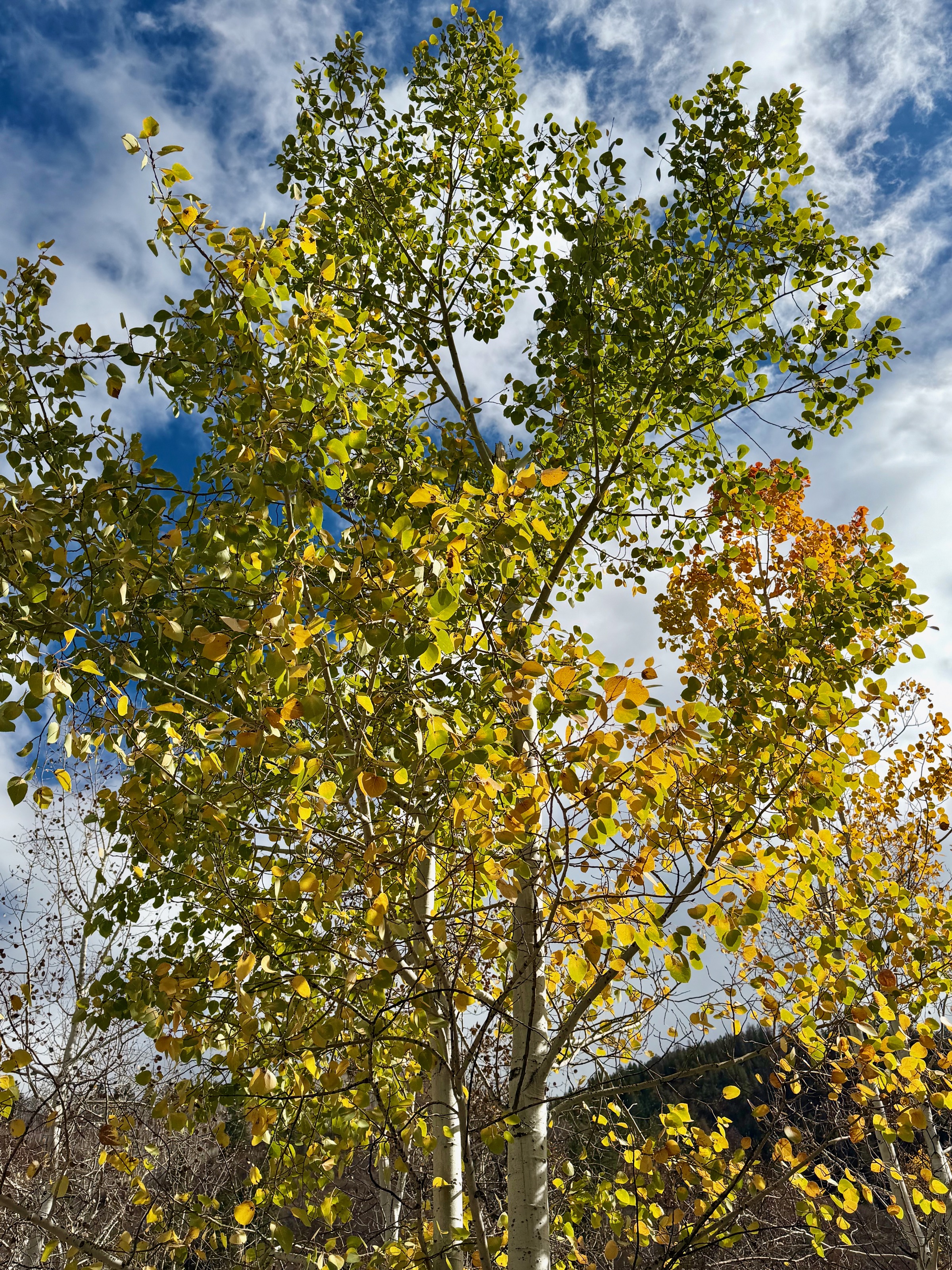 One of four trees that still have leaves!/43985 CO-82, Aspen, CO 81611, USA