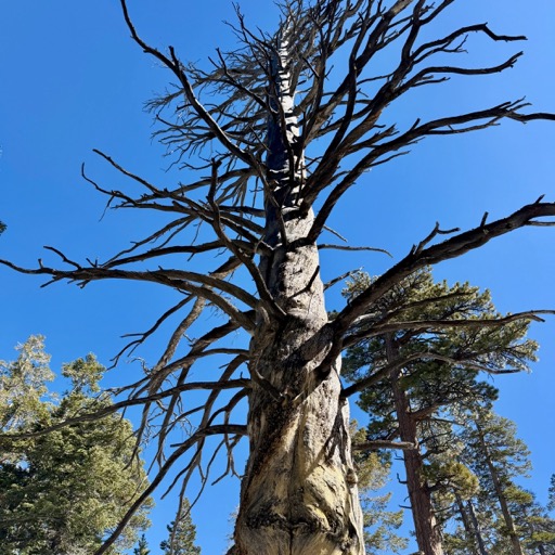 Obligatory dead tree/
		    