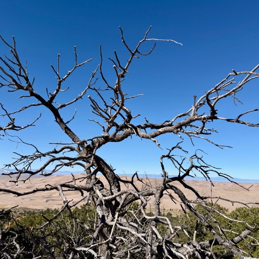Did I mention dead trees? /
		    
