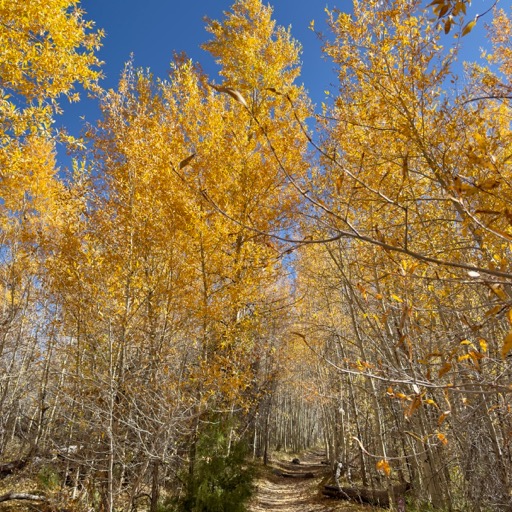 Aspens on Mosca Pass Trail/
		    11228 CO-150, Mosca, CO 81146, USA