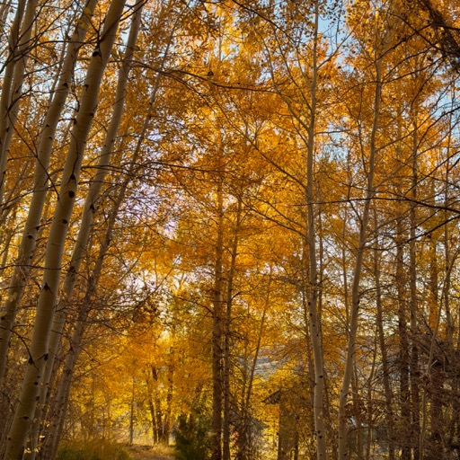 Montville Nature Loop Trail/
		    11238 CO-150, Mosca, CO 81146, USA