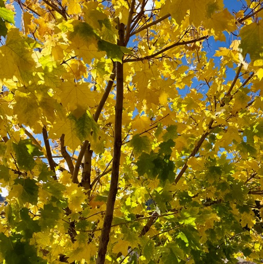 And here's another one.../
		    310 E Main St, Aspen, CO 81611, USA