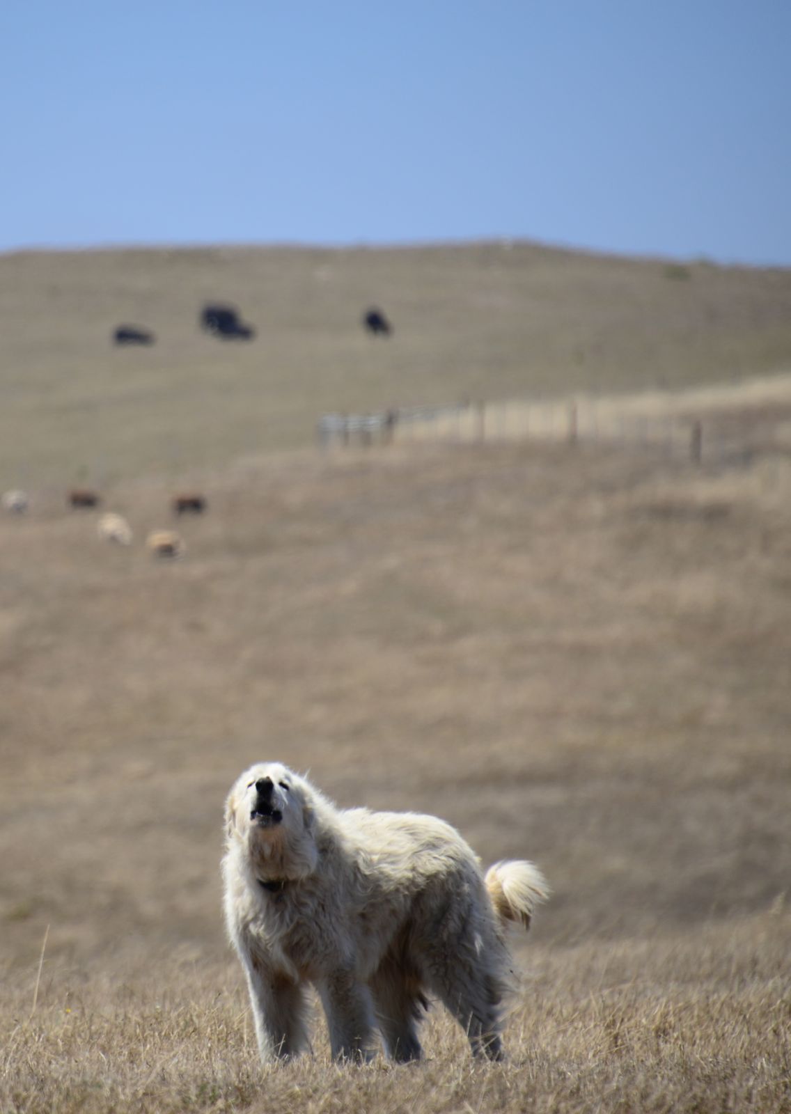 Otis has a lot to say/