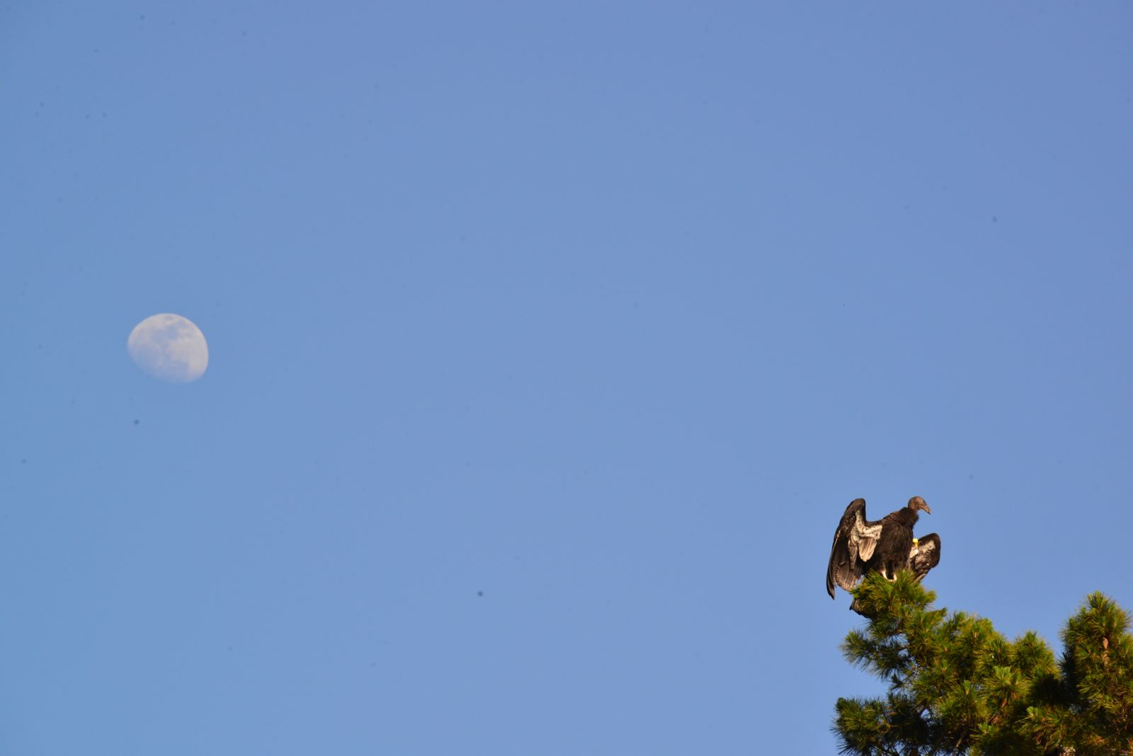 The moon and a California Condor.../