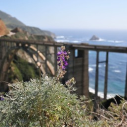 At Bixey Creek Bridge/
		    