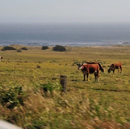 Cows doing what they do best: judging!/
		    