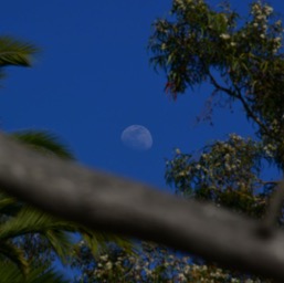 Wrong exposure, but the moon looks cool and transparent/
		    