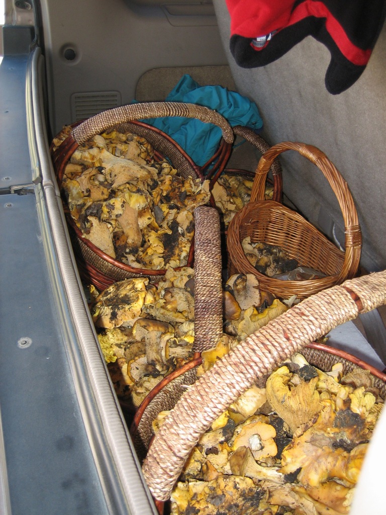 A trunk full of Chanterelles /