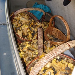 A trunk full of Chanterelles /
		    