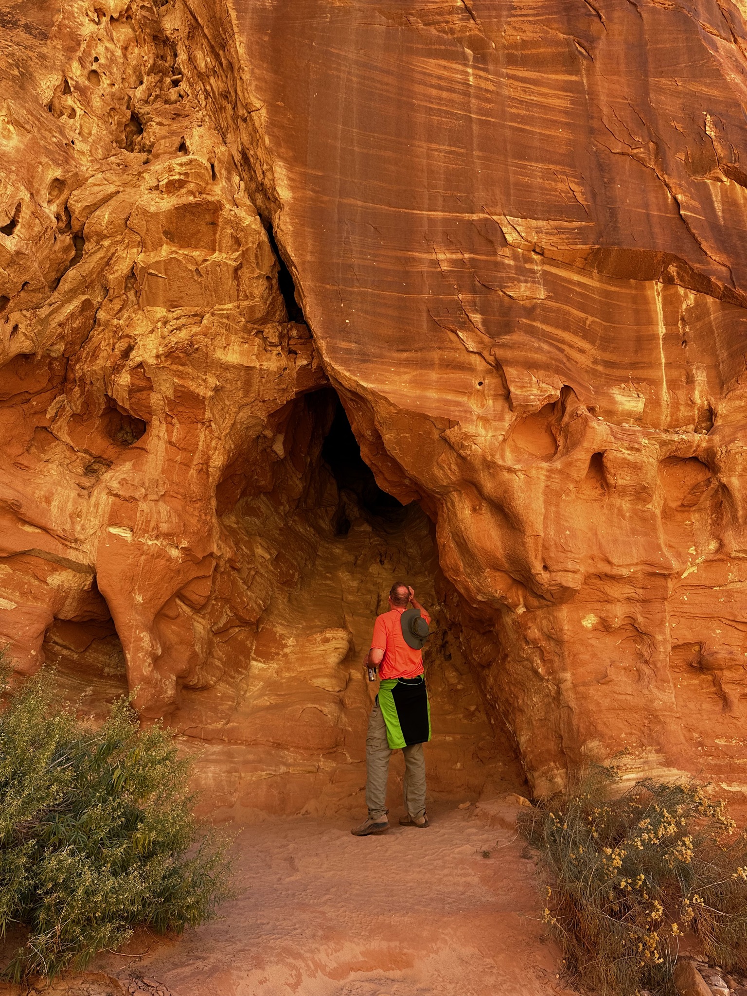 Looking for a bear or mountain lion/