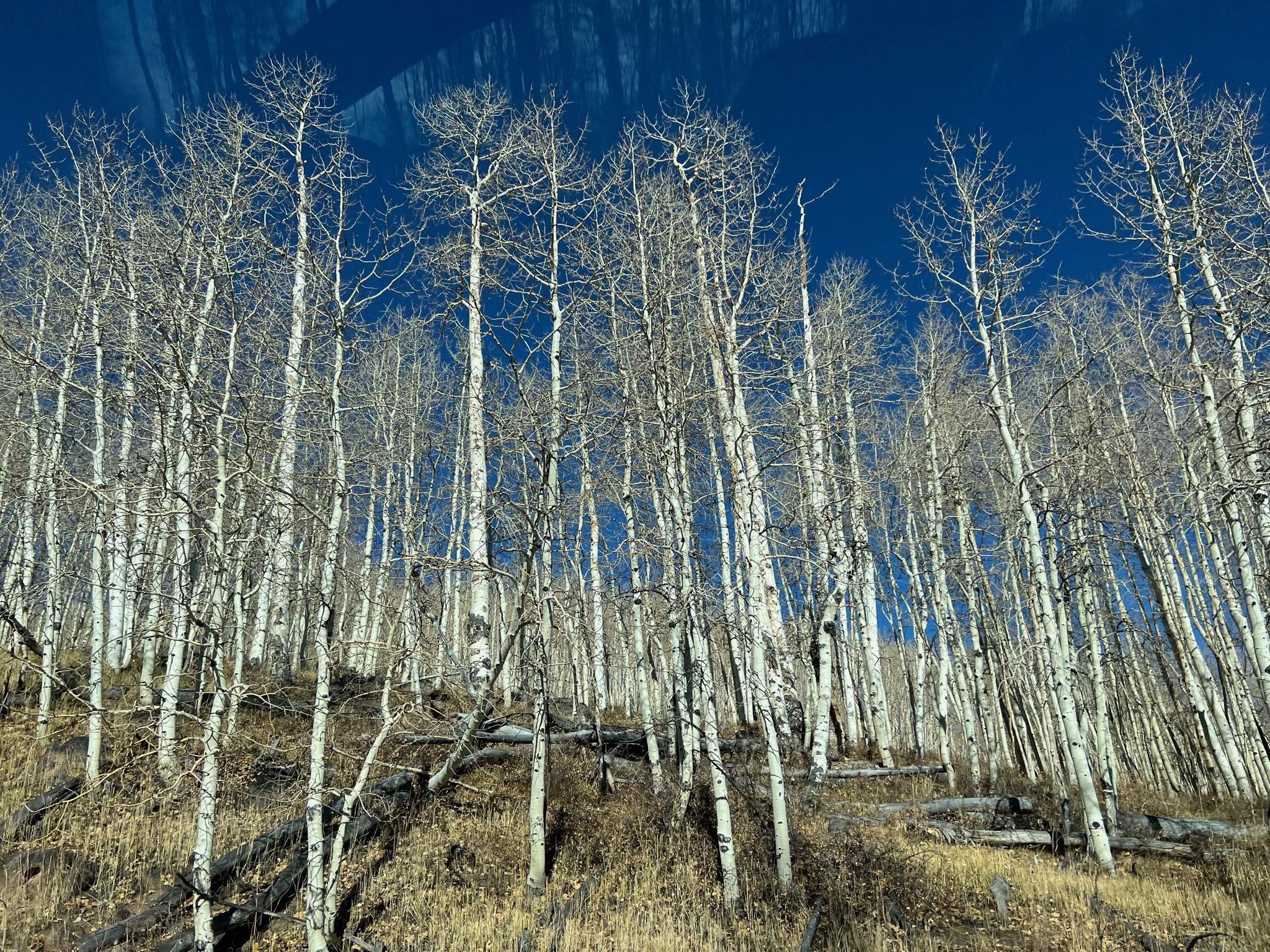 Beautiful naked aspens on SR-12/